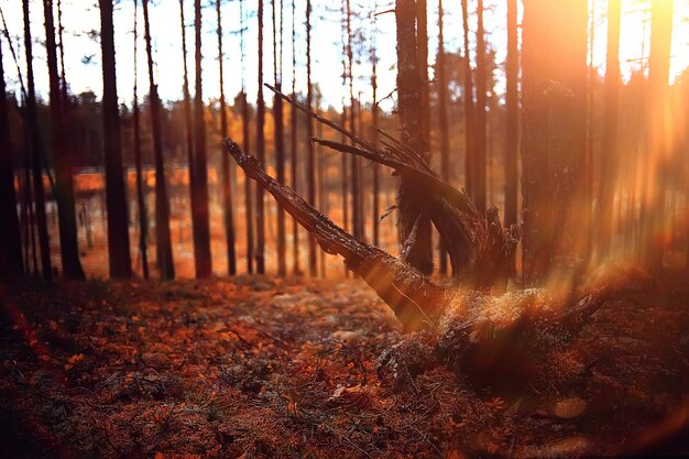 autumn forest landscape / yellow forest, trees and leaves October landscape in the park