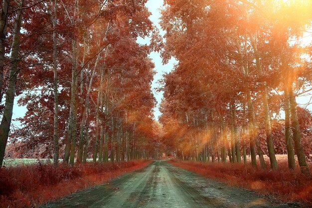 autumn forest landscape / yellow forest, trees and leaves October landscape in the park