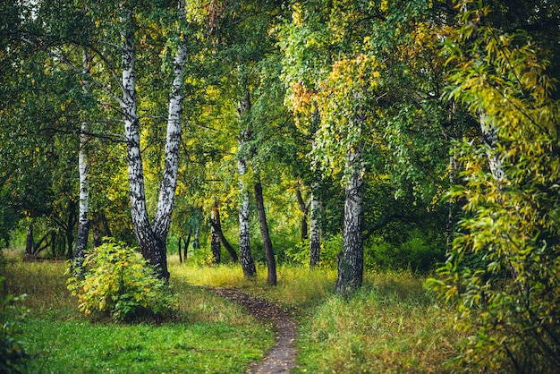 Paesaggio autunnale della foresta.