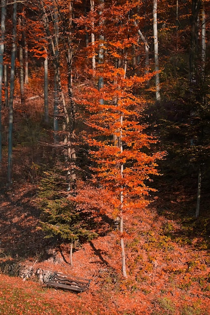 가을 숲 풍경