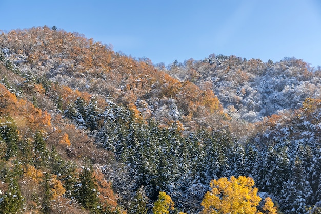 가을 숲 풍경