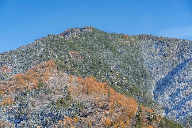 秋の森の風景