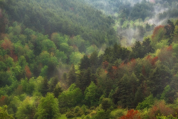 Autumn forest lanscape in orange and green colors