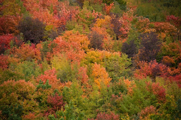 Autumn forest lanscape with colorful trees and plants