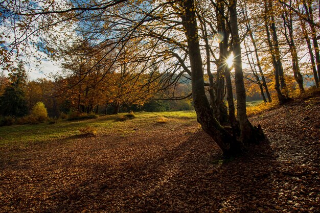 Autumn forest and meadow with sunlight through the mist