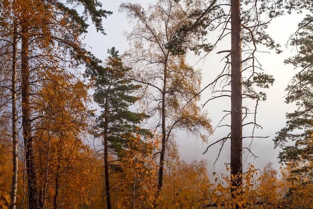 Autumn forest in the morning fog natural light