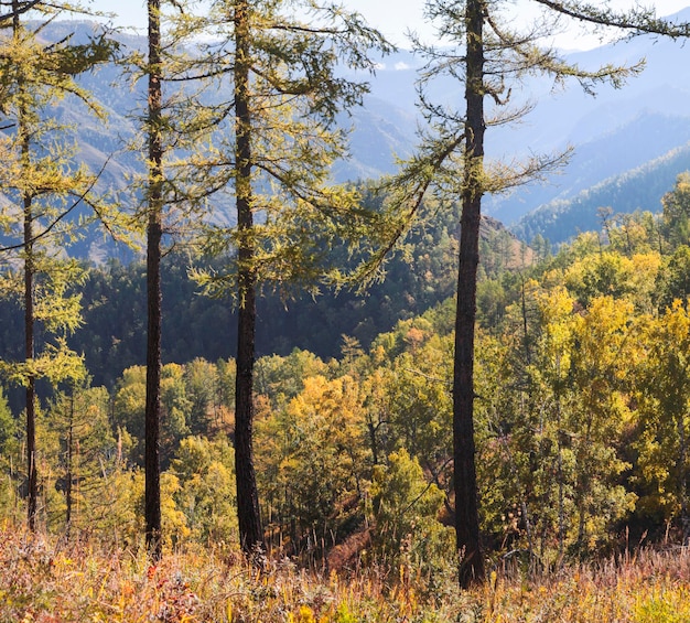 осенний лес утром