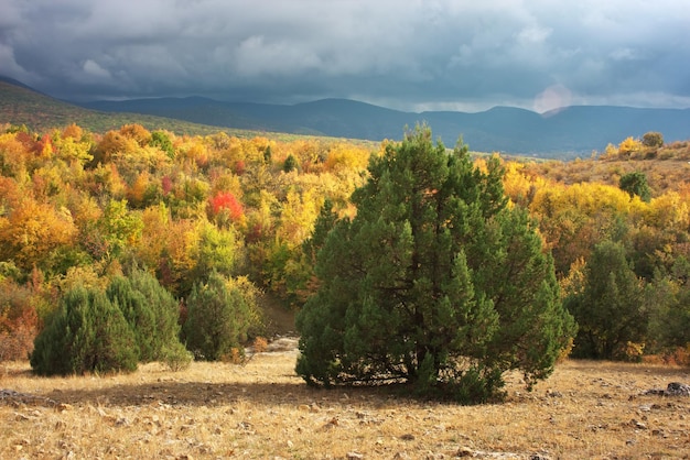 Autumn forest in mountain