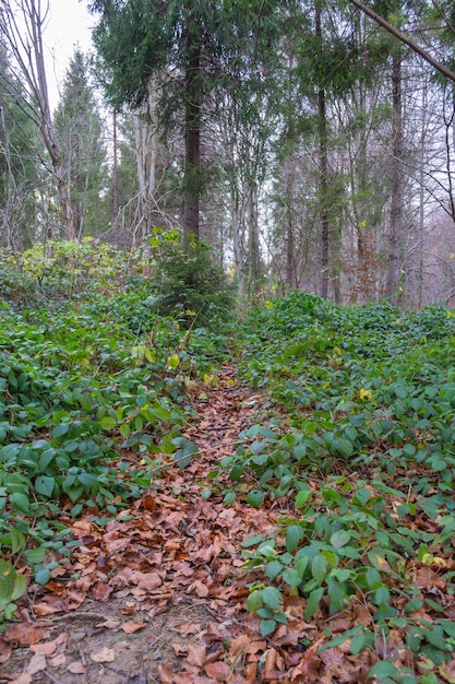 Photo autumn forest in the mountains