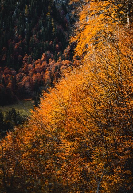 Foto foresta d'autunno in montagna