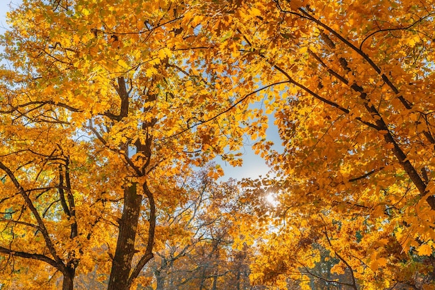 Autumn forest nature Bright morning in a colorful forest with sunbeams through the branches of trees Landscape of nature with sunlight