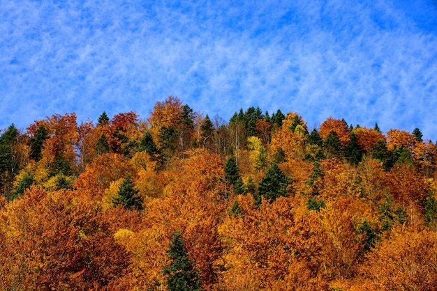 Autumn forest nature. Colorful foliage. Beautiful autumn landscape with yellow trees. Falling leaves natural background.