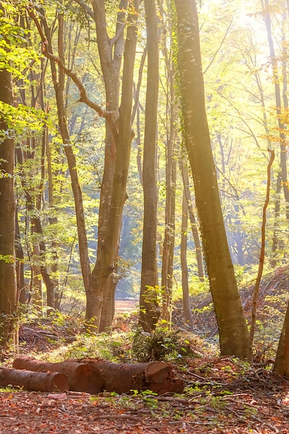 Autumn Forest Nature. Colorful Forest Sun Rays Through Branches of Trees.