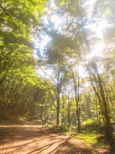 Autumn Forest Nature Colorful Forest Sun Rays Through Branches of Trees