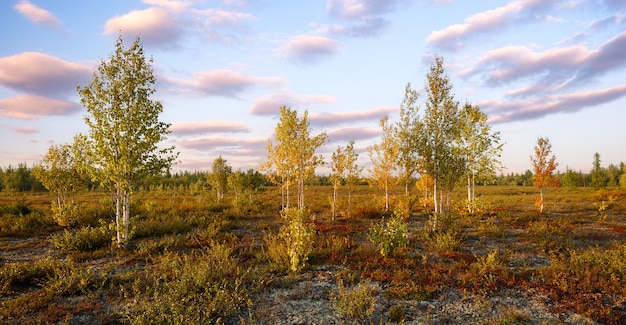 Autumn forest nature landscape