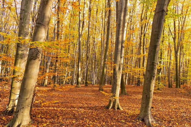 Autumn forest nature with yellow leaves and nobody