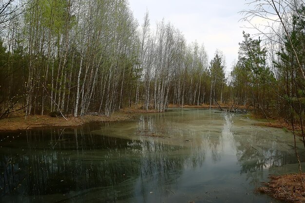 北の秋の森/秋の森の風景、北、秋の自然の眺め