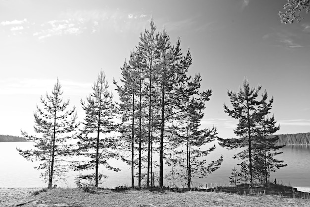 北の秋の森/秋の森の風景、北、秋の自然の眺め