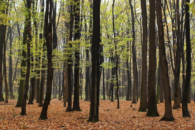 Photo autumn forest in october