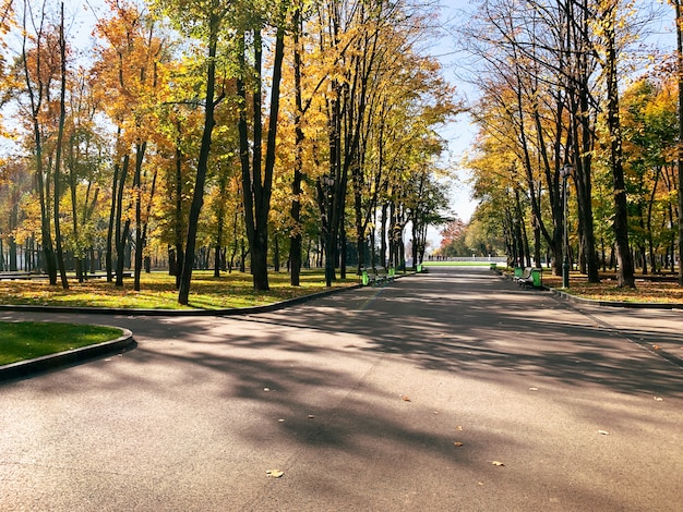 Фото Осенний лес в солнечный день с золотой опавшей листвой