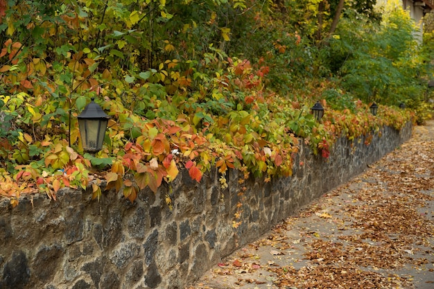 Autumn forest park with old street lighting lantern is framed by beautiful inflorescence of autumn ivy garden or wild grapes.