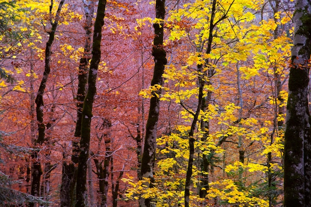 Foresta di autunno in pirenei valle de ordesa huesca spagna