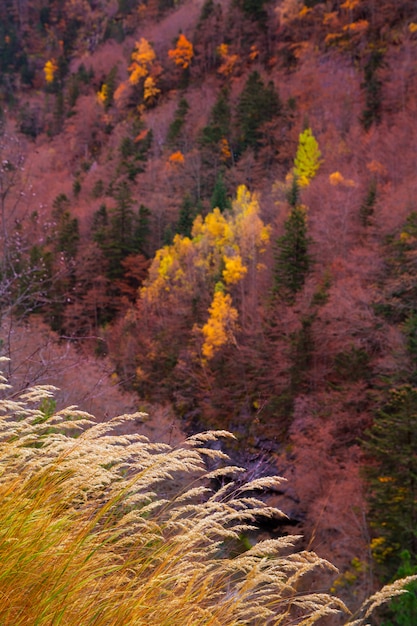 Autumn forest in Pyrenees Valle de Ordesa Huesca Spain