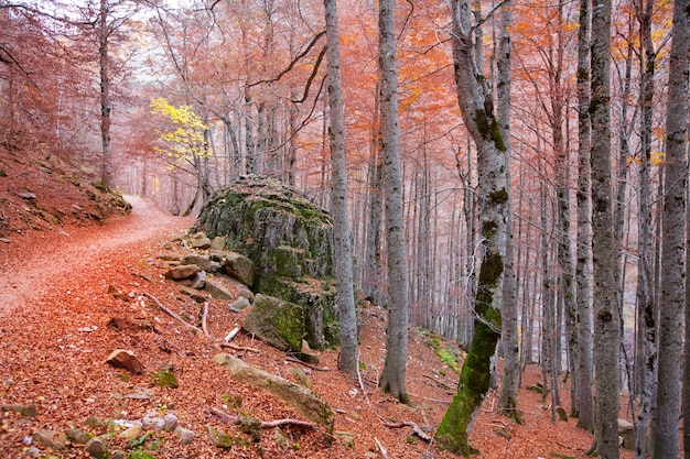 Autumn forest in Pyrenees Valle de Ordesa Huesca Spain