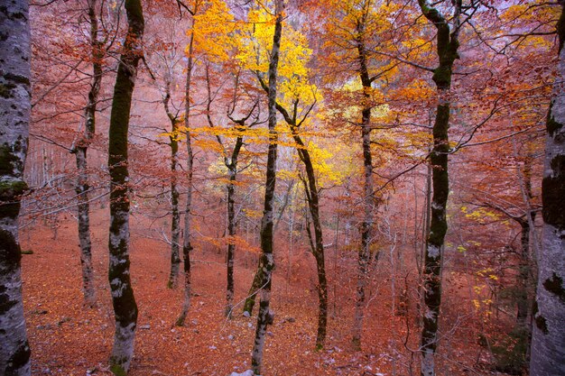 Autumn forest in Pyrenees Valle de Ordesa Huesca Spain