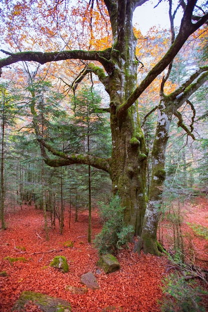 ピレネー山脈の秋の森Valle de Ordesa Huescaスペイン