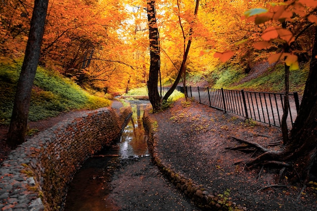 Autumn forest in the rays of the sun