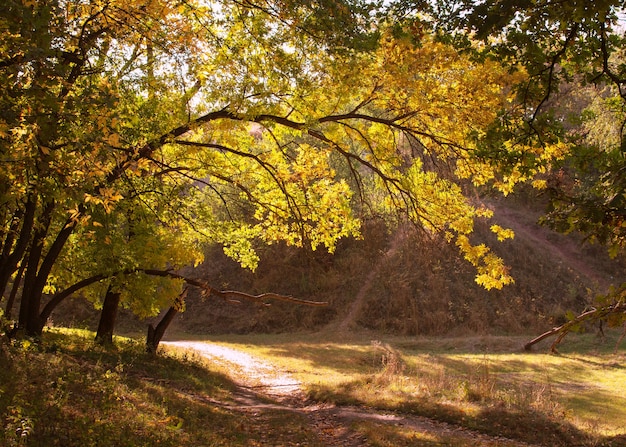 Il fogliame rosso della foresta autunnale lascia il sentiero delle foglie cremisi nel paesaggio del parco