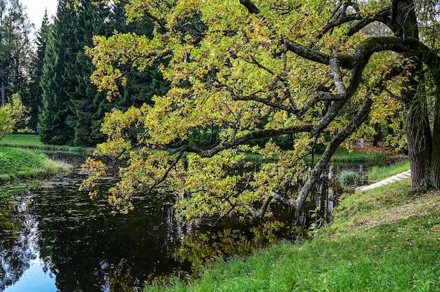 Осенний лес и отражение в озере. Драматическая необычная сцена. Красные и желтые осенние листья. Мир красоты.