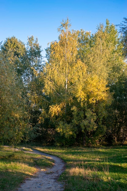 Осенняя лесная дорога и дерево с размытым фоном