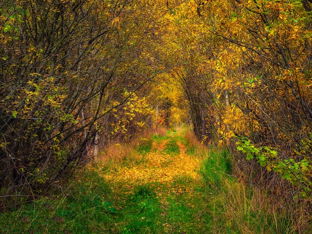 Strada forestale autunnale sotto l'arco di alberi che chiudono il cielo. percorso nelle profondità della foresta, il bagliore del sole sul fogliame autunnale.