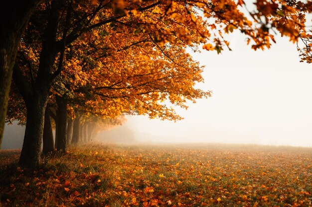 秋の森の道の葉は秋の背景に地面の風景に落ちる 公園のカラフルな葉 落ち葉 霧の中の秋の木々