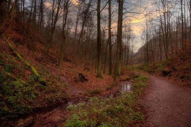 Autumn forest road in a mountain gorge in October