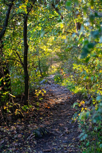 Autumn forest road and tree with blurred background