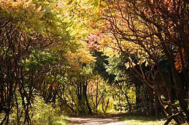 道のある秋の森の風景