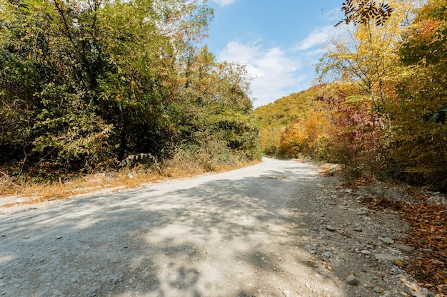 Autumn forest scenery with road of fall leaves warm light illumining the gold foliage Footpath in scene autumn forest nature Vivid october day in colorful forest maple autumn trees road fall way