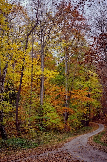 Scenario forestale autunnale con strada di foglie autunnali luce calda che illumina il fogliame dorato