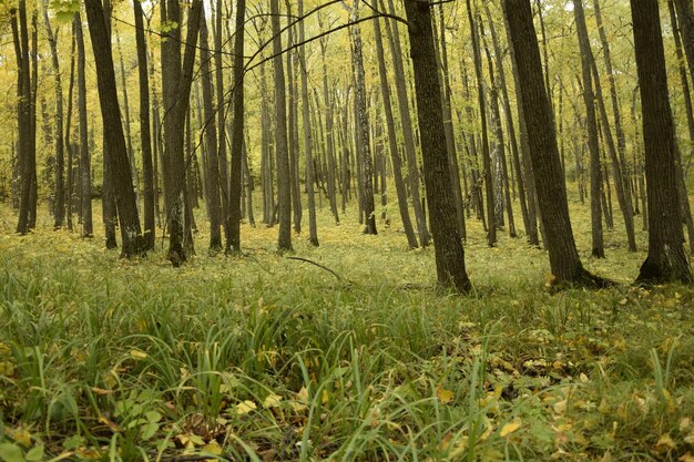 Autumn forest in Sengileyevsky district of Ulyanovsk region birches with yellow and green foliage