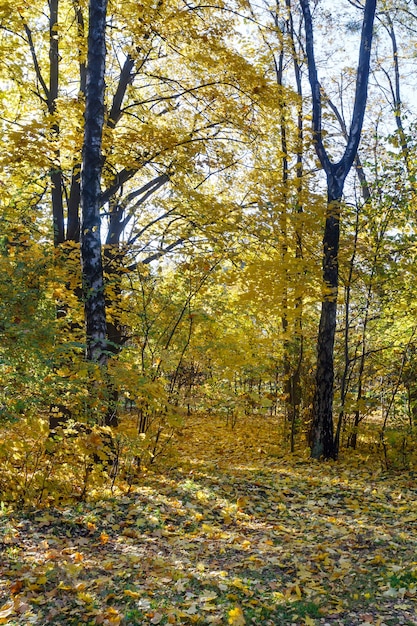 Осенний лес усыпан желтыми листьями кленов.