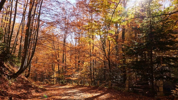 紅葉に輝く秋の森と太陽