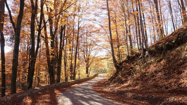 紅葉に輝く秋の森と太陽