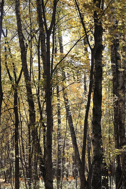 Autumn forest on a sunny day - fall time