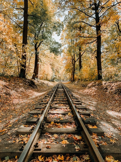 Autumn forest on a sunny day with golden fallen foliage