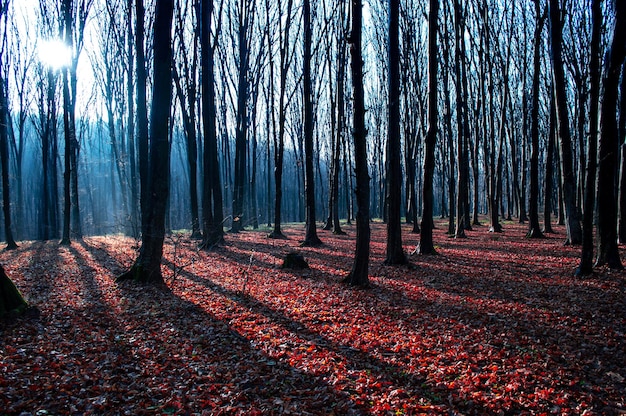 Autumn forest on a sunny day