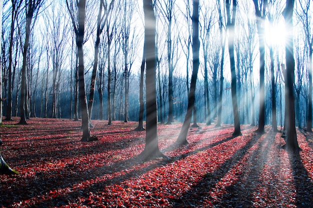 Autumn forest on a sunny day