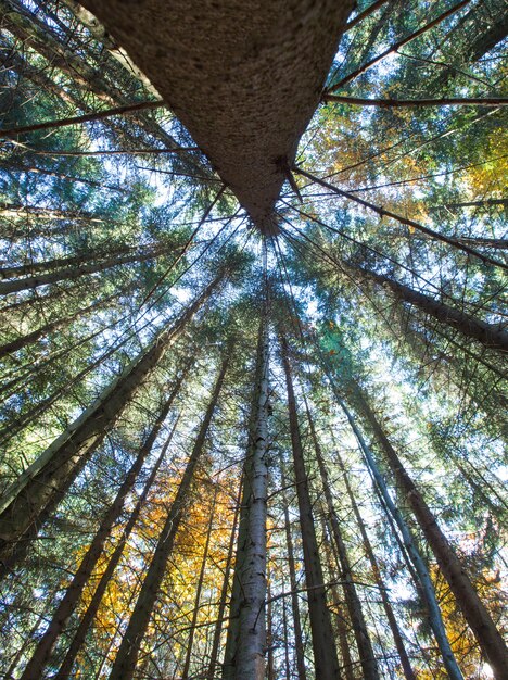 Autumn forest on sunny day